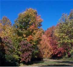 A tree in autumn; Size=240 pixels wide